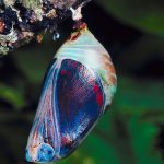 butterfly-insect-invertebrate-moths-and-butterflies-1902819 freeimages.com